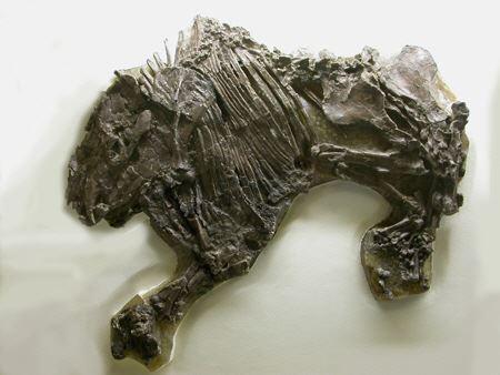 Urpferd (Propalaeotherium)